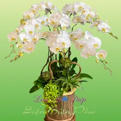 Chậu Lan Hồ Điệp 8 Cành Trắng