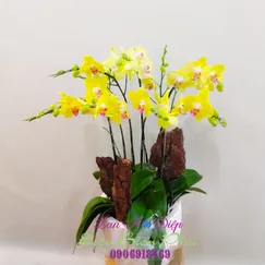 Chậu Lan Hồ Điệp Vàng Mini 7 Cành