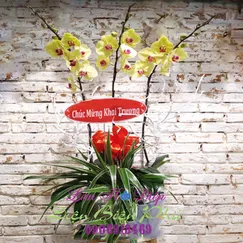 Chậu Lan Hồ Điệp 3 Cành Vàng Cao