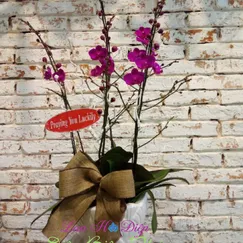 Chậu Lan Hồ Điệp Tím 3 Cành