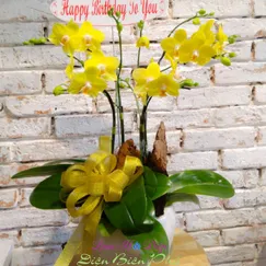Chậu Lan Hồ Điệp Vàng Chanh 4 Cành