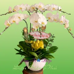 Chậu Lan Hồ Điệp 6 Cành Trắng Lưỡi Vàng