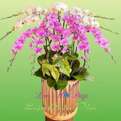 Chậu Lan Hồ Điệp 12 Cành Trắng Hồng