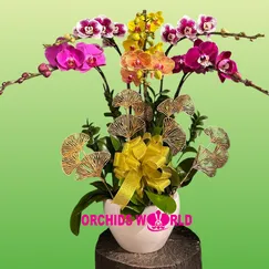 Chậu Lan Hồ Điệp 6 Cành Đa Sắc