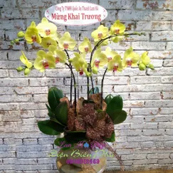 Chậu Lan Hồ Điệp Vàng 5 Cành 2 Tầng