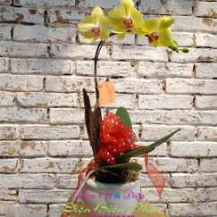 Chậu Lan Hồ Điệp Vàng 1 Cành
