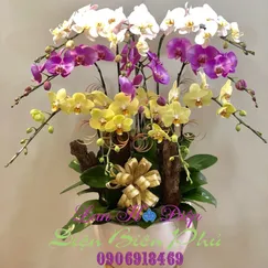 Hồ Điệp Vàng Tím Trắng 10 Cành