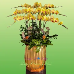 Chậu Lan Hồ Điệp 12 Cành Vàng