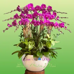 CHẬU LAN HỒ ĐIỆP 15 CÀNH MÀU TÍM ỚT