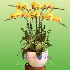 Chậu Lan Hồ Điệp 6 Cành Vàng  Lưỡi Đỏ