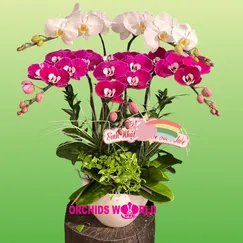 Chậu Lan Hồ Điệp Trắng Tím 5 Cành