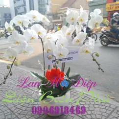 Chậu Lan Hồ Điệp Trắng 5 Cành