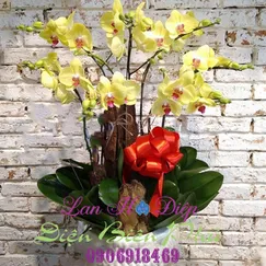 Chậu Lan Hồ Điệp Vàng 7 Cành