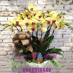 Chậu Lan Hồ Điệp Vàng 9 Cành