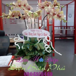 Chậu Lan Hồ Điệp Cam Sọc 5 Cành