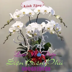 Chậu Lan Hồ Điệp Trắng 5 Cành Size Trung 2 Tầng