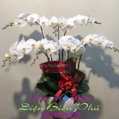 Chậu Lan Hồ Điệp Trắng 7 Cành