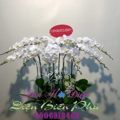 Chậu Lan Hồ Điệp Trắng 9 Cành