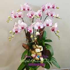 Chậu Lan Hồ Điệp Đột Biến Trắng 8 Cành