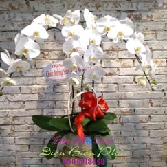 Chậu Lan Hồ Điệp Trắng 3 Cành Lưỡi Vàng