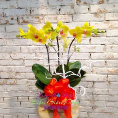 Chậu Lan Hồ Điệp Vàng 3 Cành