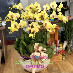 Chậu Lan Hồ Điệp Vàng 10 Cành