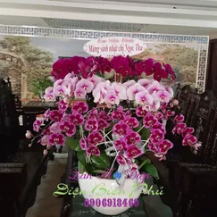 Chậu Lan Hồ Điệp 15 Cành Tím Hồng