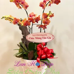 Chậu Lan Hồ Điệp Cam 5 Cành 2 Tầng