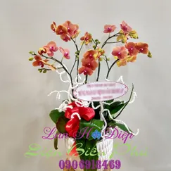 Chậu Lan Hồ Điệp Cam Mini 5 Cành