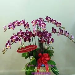 Chậu Lan Hồ Điệp Đột Biến Tím 7 Cành