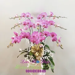 Chậu Lan Hồ Điệp Đột Biến Hồng 8 Cành