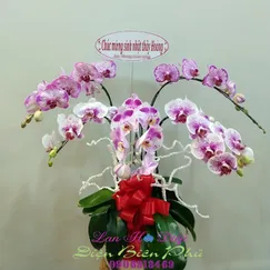 Chậu Lan Hồ Điệp Đột Biến Tím Trắng 5 Cành