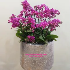 Chậu Lan Hồ Điệp Mini Tím 15 Cành