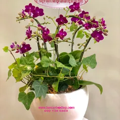 Chậu Lan Hồ Điệp Mini Tím 6 Cành