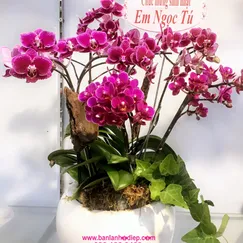 Chậu Lan Hồ Điệp Mini Tím Đột Biến 7 Cành