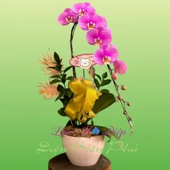 Chậu Lan Hồ Điệp 1 Cành Hồng