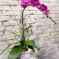 Chậu Lan Hồ Điệp 1 Cành Tím