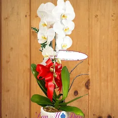 Chậu Lan Hồ Điệp 1 Cành Trắng