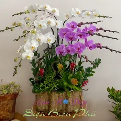 Chậu Lan Hồ Điệp 10 Cành Hồng Trắng