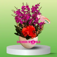 Chậu Lan Hồ Điệp 10 Cành Mãn Thiên Hồng