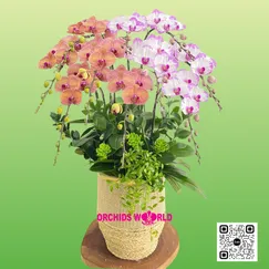 Chậu Lan Hồ Điệp 10 Cânh Mix Màu – Giao Thoa Sắc Nắng & Sắc Mây