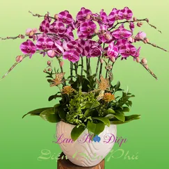 Chậu Lan Hồ Điệp 10 Cành Tím Đột Biến