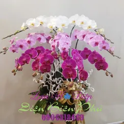 Chậu Lan Hồ Điệp 10 Cành Tím Hồng Trắng