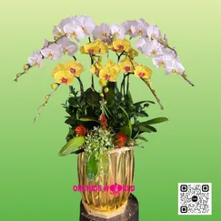 Chậu Lan Hồ Điệp 10 Trắng Vàng