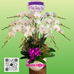 Chậu Lan Hồ Điệp 10 Cành Trắng Viếng