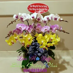 Chậu Lan Hồ Điệp 10 Cành Vàng Hồng Trắng Mini