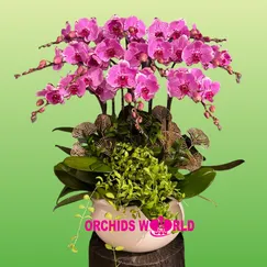 Chậu Lan Hồ Điệp 10 Cành Vàng Tím Trắng Đột Biến