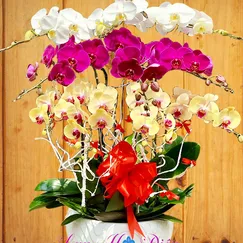 Chậu Lan Hồ Điệp 10 Cành Vàng Tím Trắng