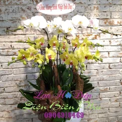 Chậu Lan Hồ Điệp 10 Cành Vàng Trắng