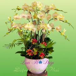 Lan Hồ Điệp 10 Cành Xanh Bơ